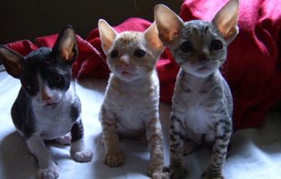 Tre små korthåriga kattungar